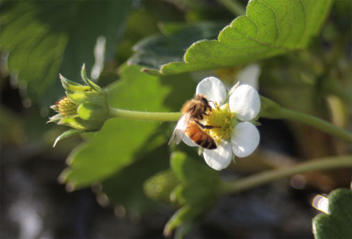 いちごの花とミツバチ