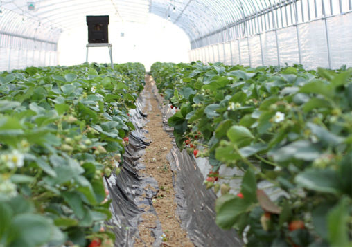 島根県産紅ほっぺ