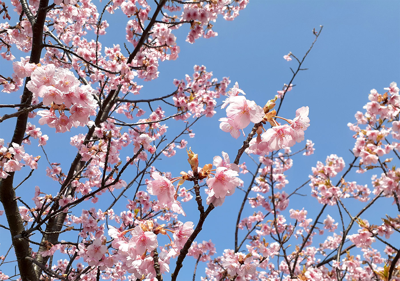 大根島の河津桜