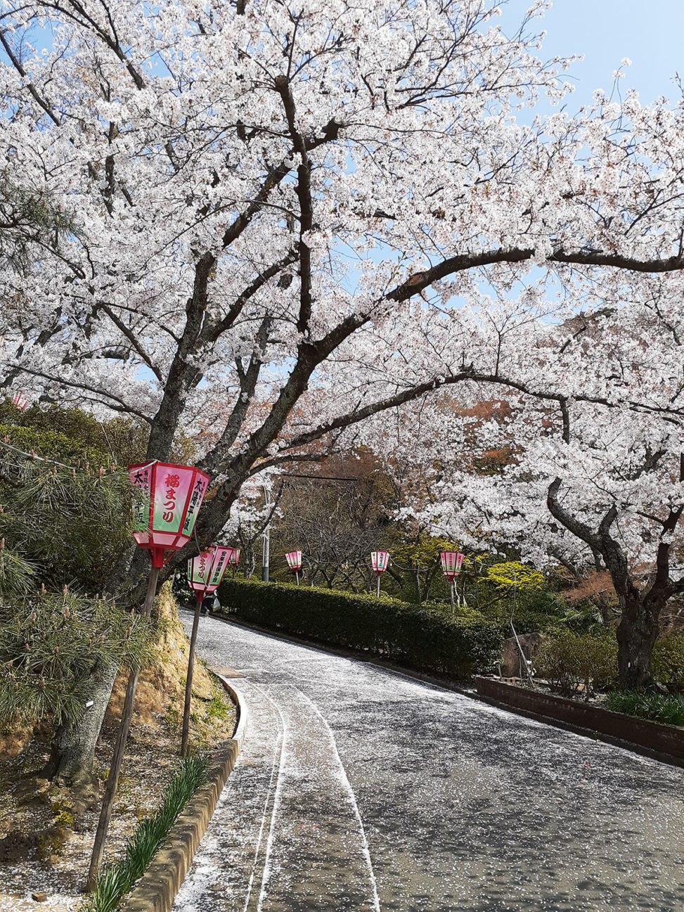 社日公園の桜　満開