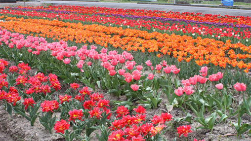 伯太チューリップ畑
