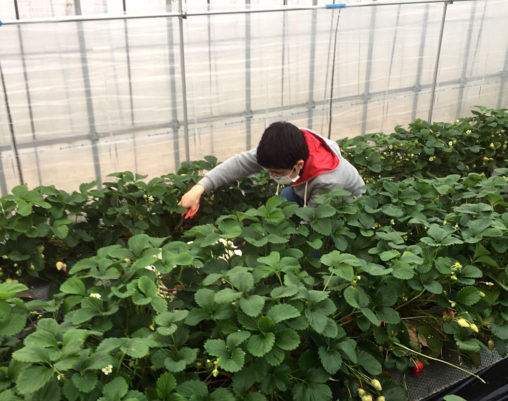 安来の紅ほっぺ葉欠き