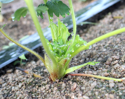 あきひめのつぼみ（出らい）