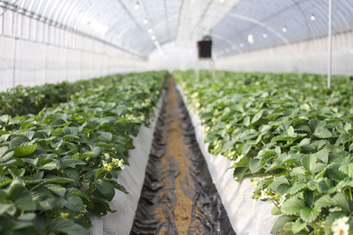 いちごハウスの様子