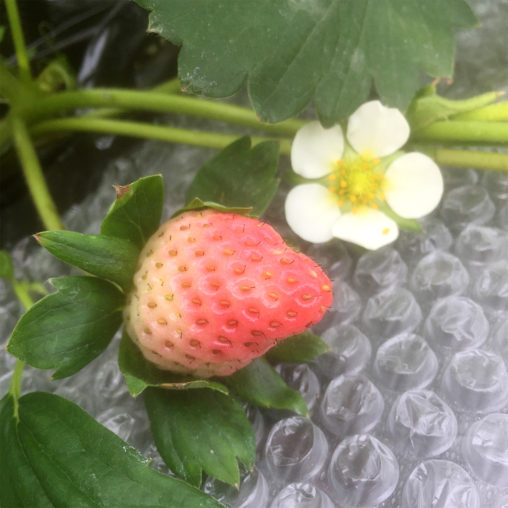 より赤みを増したいちご