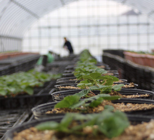 来シーズンのいちご苗親株