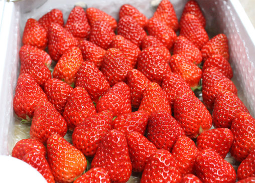 ケーキ用いちご(紅ほっぺ）