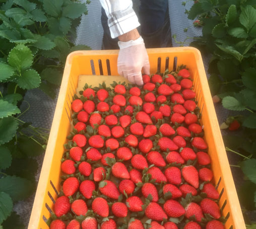 いちご初出荷