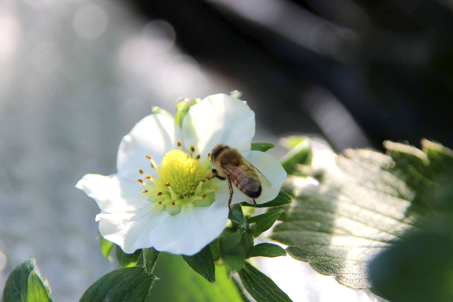 いちごの花とミツバチ