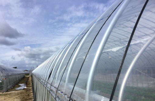 ハウスビニールかけ