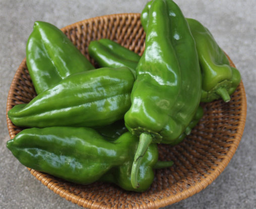 家庭菜園のピーマン