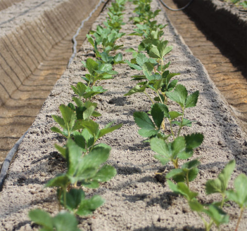 イチゴ苗の定植