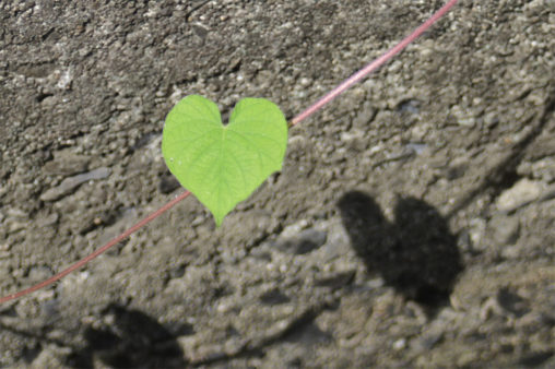 ハートマークの葉