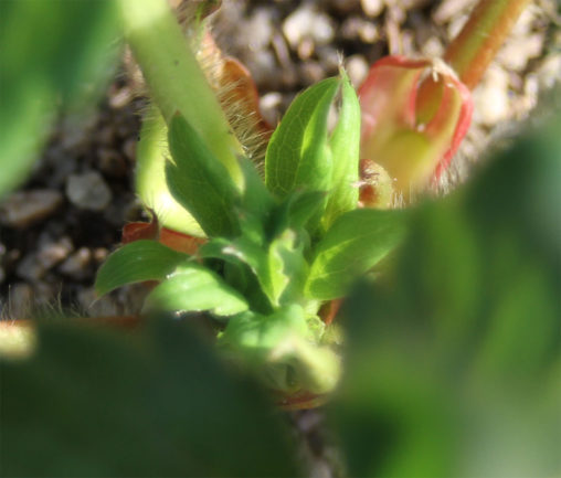 紅ほっぺの出蕾（つぼみ）