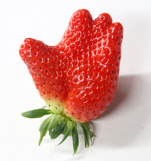 手形のいちご　じゃんけんパー