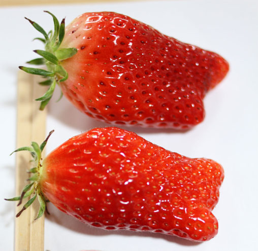 いちごで鯉のぼり