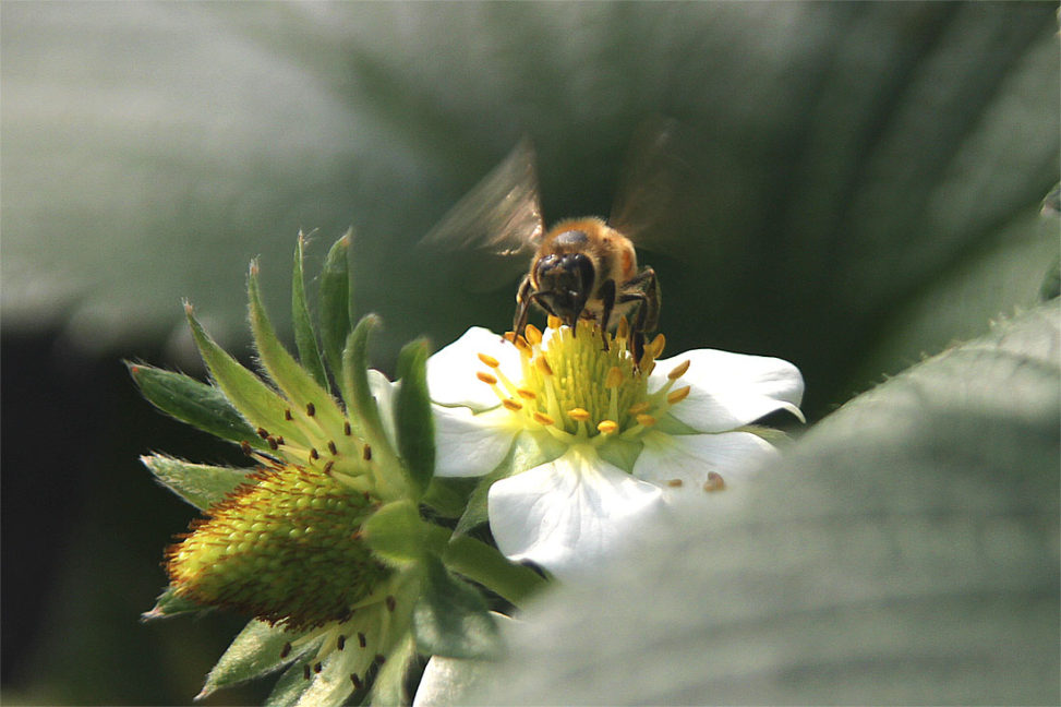 ミツバチの働き