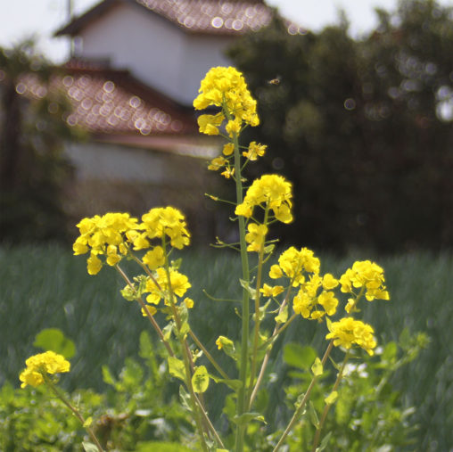 菜の花