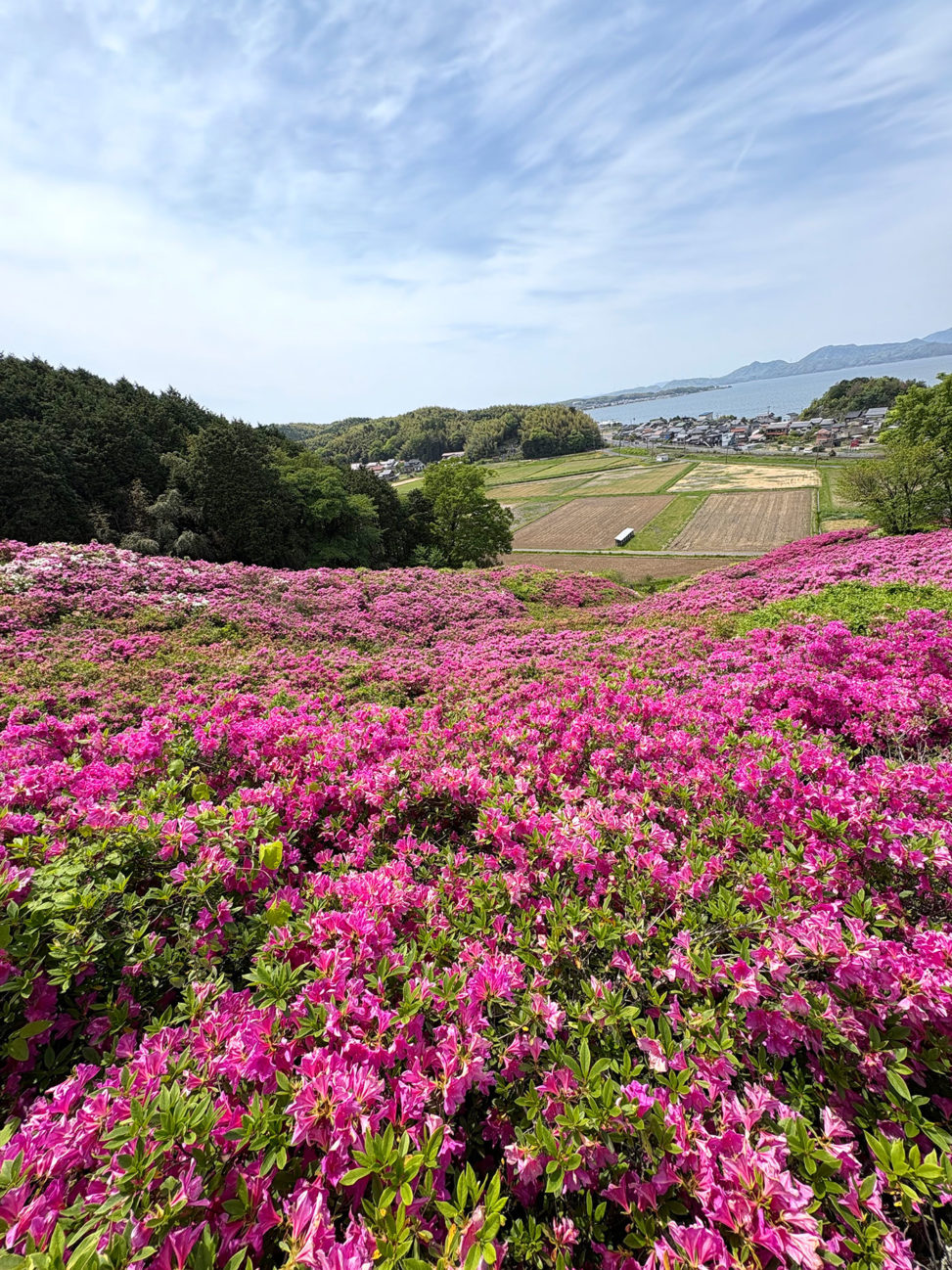 王陵の丘　つつじ