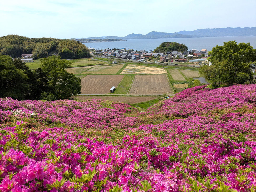 王陵の丘　つつじ