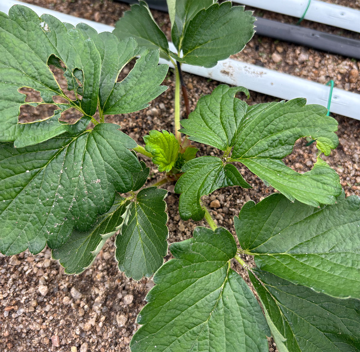 虫食いの葉っぱ