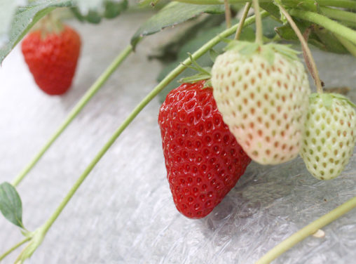 島根県産　完熟いちご