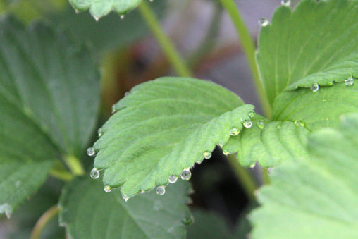 葉のしずく　溢液