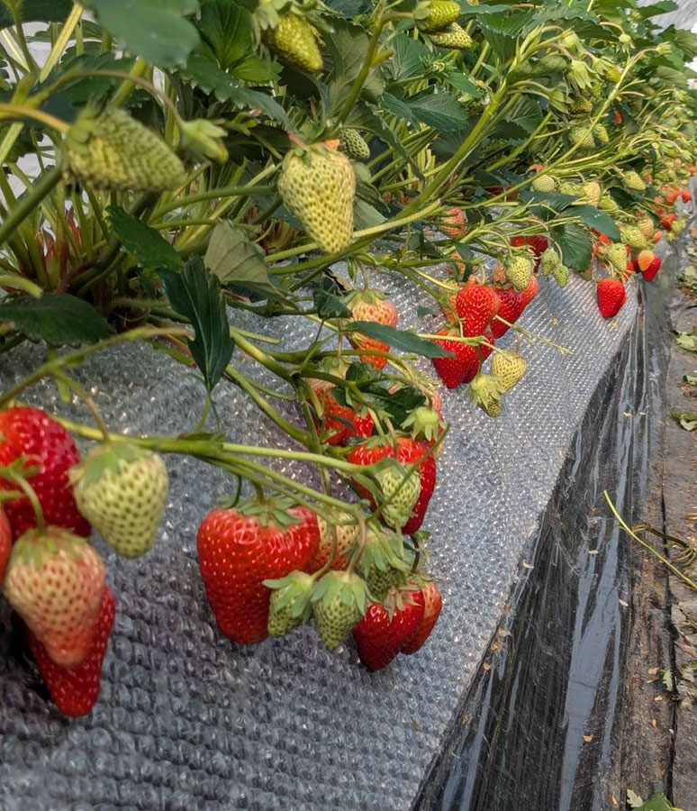 多くもイチゴができています